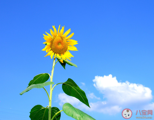 朋友圈|朋友圈努力向上早安问候语说说 努力向上早安说说句子配图