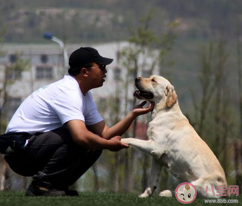 导盲犬是什么级别的狗 导盲犬需要具备什么条件