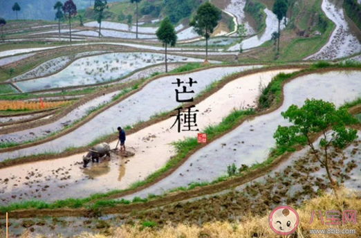 为什么芒种的节气都定在每年的6月6号  芒种节气的特点是什么