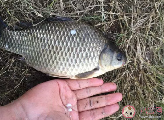 天热钓鲫鱼有什么技巧  钓鲫鱼用什么饵料效果好.