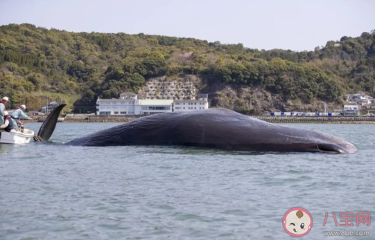 2020日本611海啸预约是真的吗 日本611大地震会发生吗