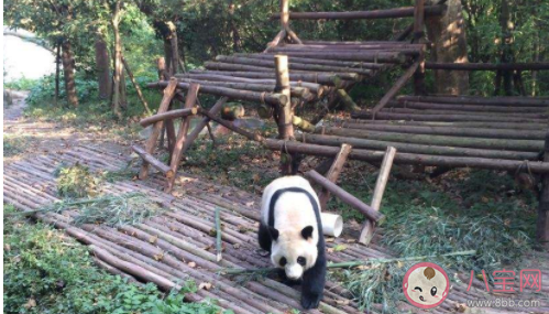 成都熊猫基地|成都熊猫基地可以抱熊猫吗熊猫基地几点去比较好