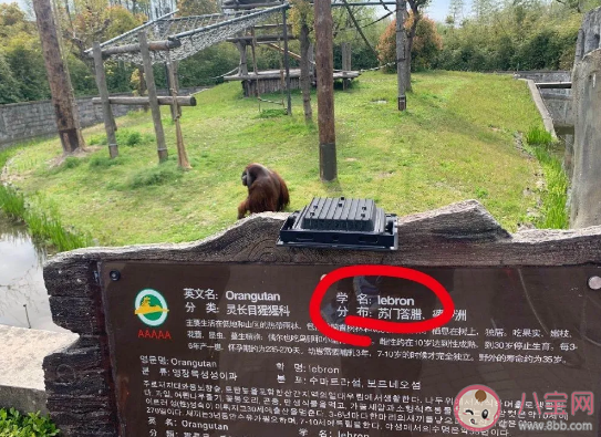 上海zoo是什么意思什么梗  上海zoo男团有哪些人