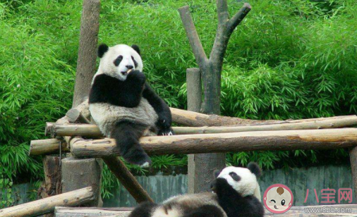 成都大熊猫基地|成都大熊猫基地门票在哪里买成都大熊猫基地门票老人有优惠吗