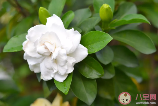 栀子花开|栀子花开了发朋友圈句子 关于栀子花开唯美句子