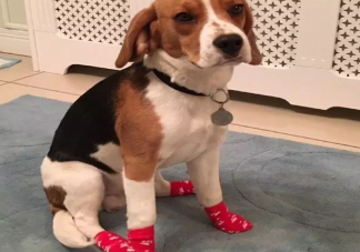 怎么给狗狗穿鞋子 给狗狗穿鞋子需要穿袜子吗