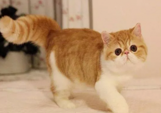加菲猫真实存在吗 加菲猫是什么品种的猫
