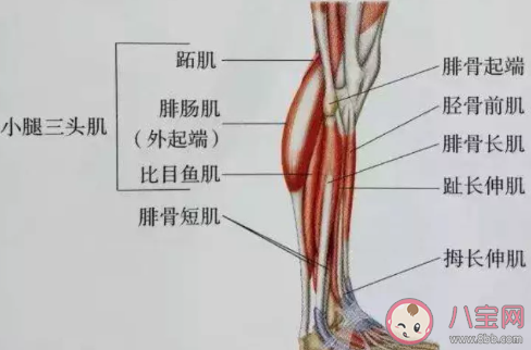 为什么小腿很难瘦下来 瘦小腿的小技巧