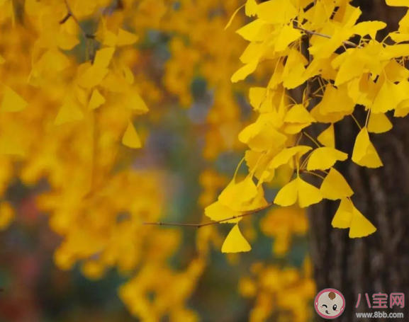 天气转凉|天气转凉的唯美心情感悟句子 形容天气转凉的唯美句子