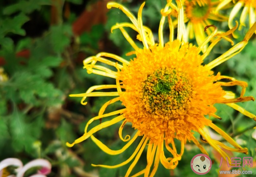 赏菊花的心情句|赏菊花的心情句子朋友圈文案 观赏菊花的心情短语