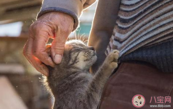 太原一男子当街虐猫|太原一男子当街虐猫怎么回事 虐待动物的人是什么样的心理