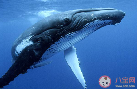 鲸鱼一分钟心跳是几次|最新人类一分钟心跳是60-100次鲸鱼一分钟心跳是几次 蚂蚁庄园小课堂10月26日答案