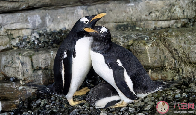 同性恋公企鹅|同性恋公企鹅时隔一年再偷蛋是怎么回事 动物界同性恋普遍吗