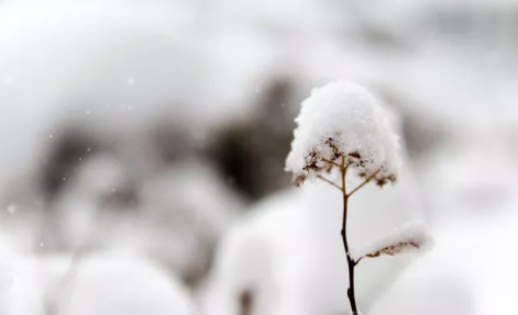 下雪对农事的好处|下雪对农事的好处包括什么 蚂蚁庄园12月7日答案
