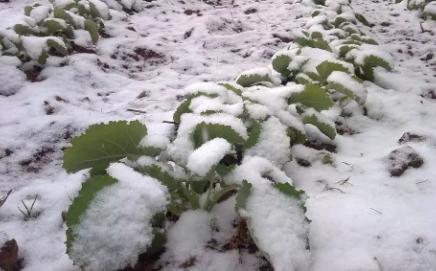 下雪对农事的好处|下雪对农事的好处包括什么 蚂蚁庄园12月7日答案