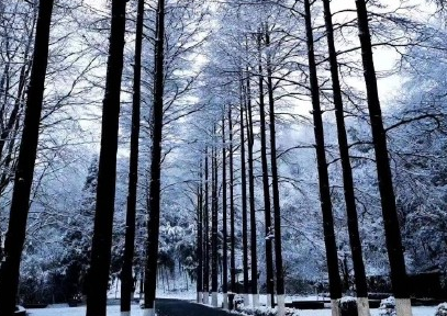 冬季第一场雪|冬季第一场雪的朋友圈文案 今年的第一场雪说说句子