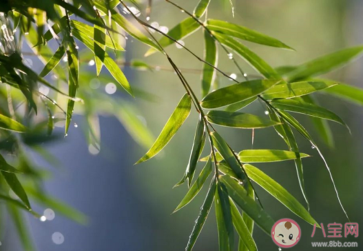 “雨前茶”|“雨前茶”是茶中的上品此处的“雨”指的是 支付宝蚂蚁庄园1月12日问题答案