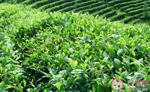 雨前茶中的雨|雨前茶中的雨是什么意思 雨前茶和明前茶的区别