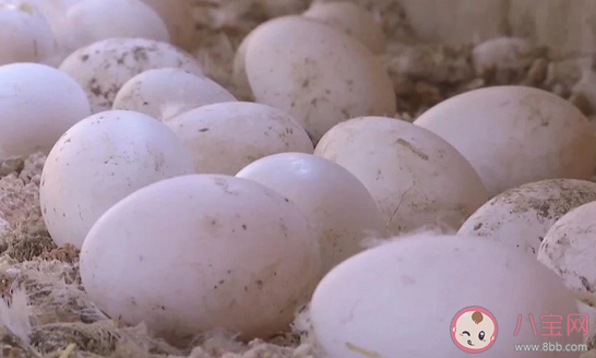 鹅蛋为什么形状|鹅蛋为什么形状上有大有小 鹅蛋选大的好还是小的好