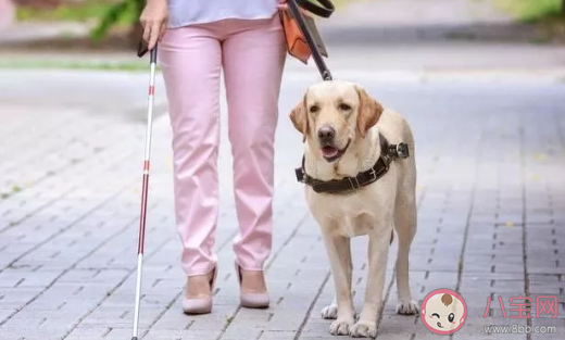 你能接受导盲犬|你能接受导盲犬进入公共场所吗 导盲犬为什么不能摸