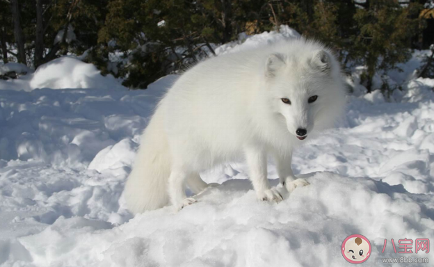 北极狐|北极狐遇上换毛期是怎样的 ?北极狐换毛期是什么时候