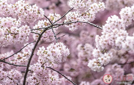 2021|2021武汉赏樱时间地点汇总 除了武大还可以去哪看樱花