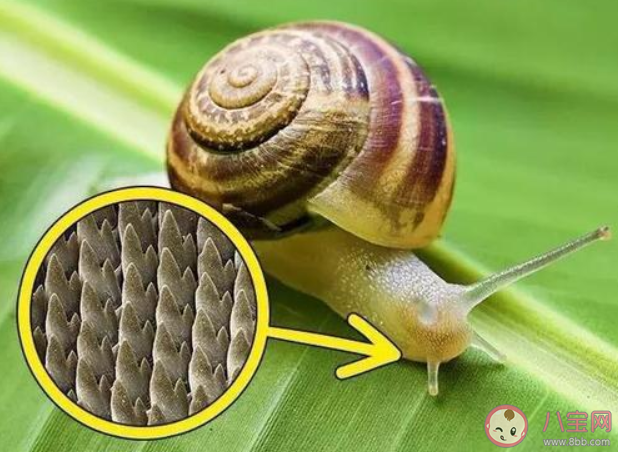 蜗牛|蜗牛是牙齿最多的动物有多少颗牙齿 蜗牛的牙齿有什么用