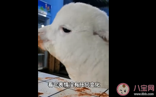 羊驼偷吃辣椒面|重庆女孩养的羊驼偷吃辣椒面是怎么回事 养宠物羊驼要注意些什么