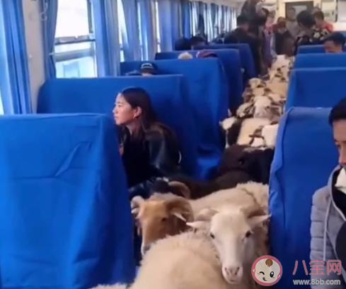 四川火车|四川一火车上有猪羊成群穿行是怎么回事 这辆火车猪羊为什么可以上