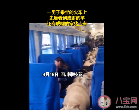 四川火车|四川一火车上有猪羊成群穿行是怎么回事 这辆火车猪羊为什么可以上