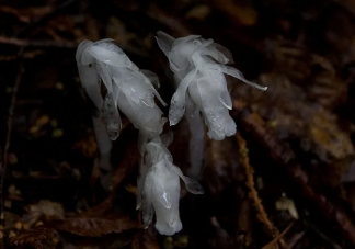 杭州哪里发现罕见幽灵草 幽灵草是什么