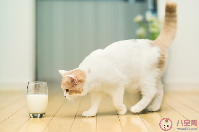猫咪|能给猫咪喝牛奶吗 羊奶/酸奶/奶酪/脱乳糖牛奶可以喝吗