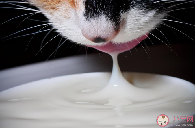 猫咪|能给猫咪喝牛奶吗 羊奶/酸奶/奶酪/脱乳糖牛奶可以喝吗