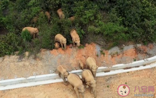 为什么说大象北上的奇幻之旅不浪漫 象群现阶段仍漫无目的地行走