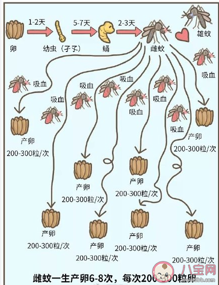 雌蚊子|雌蚊子只需交配一次便可终生产卵 蚊子喜欢在哪儿产卵