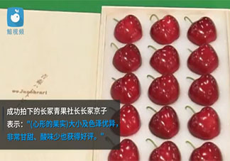 日本青森樱桃一颗3万日元 日本还有哪些天价水果