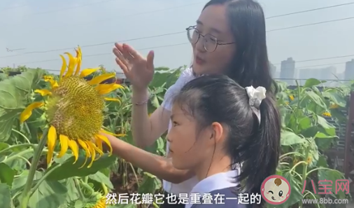 重庆一小学楼顶|重庆一小学楼顶种14000株向日葵 向日葵代表着什么