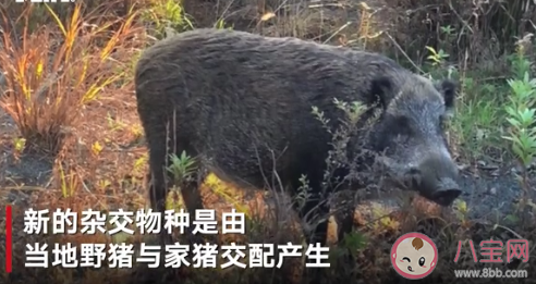 日本福岛|日本福岛出现放射性杂交野猪 碰到野猪该怎么办