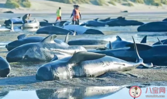 搁浅瓜头鲸|4头搁浅瓜头鲸重归大海 瓜头鲸的生活习性是怎样的