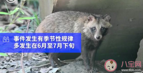 上海小区出现貉|上海100多个小区出现貉是怎么回事 貉是怎样的一种动物