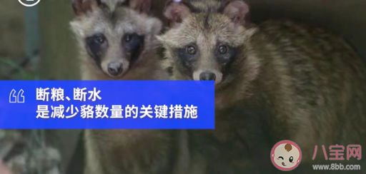 上海小区出现貉|上海100多个小区出现貉是怎么回事 貉是怎样的一种动物