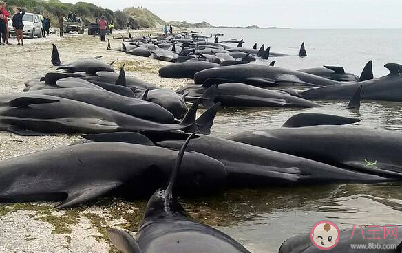 鲸类搁浅原因|鲸类为何频繁搁浅 专家解读鲸类搁浅原因