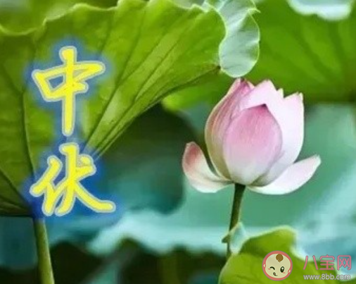 今年中伏20天|今年中伏20天是哪20天 中伏注意事项有哪些