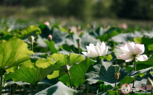 接天莲叶无穷碧映日荷花别样红描写的是哪个湖的美景 蚂蚁庄园8月31日答案