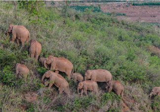 云南亚洲象群快到家了 为什么要让大象回家