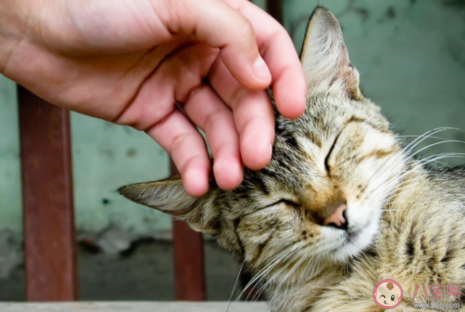 猫对主人真的有感情吗 怎么和猫猫的关系更亲近