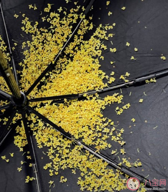 桂花雨的朋友圈说说 桂花雨的优美句子文案