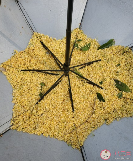 桂花雨的朋友圈说说 桂花雨的优美句子文案