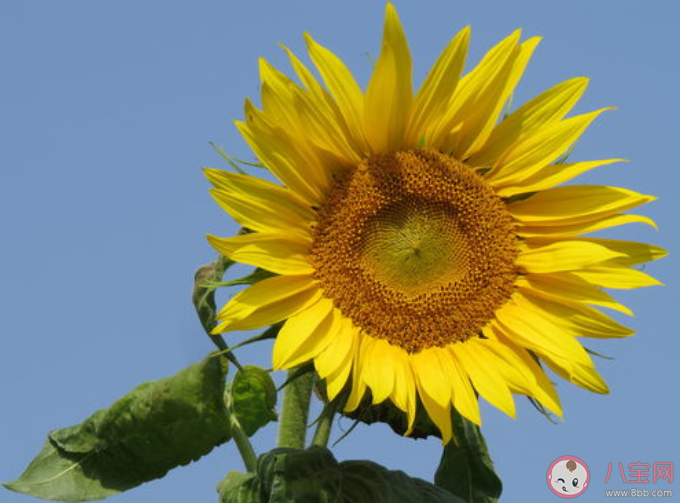 向日葵|向日葵总是面向太阳吗 向日葵朝着太阳开花的原因是什么