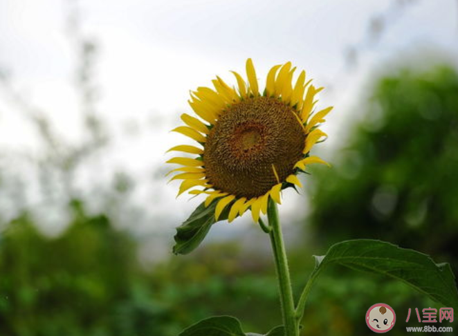 向日葵|向日葵总是面向太阳吗 向日葵朝着太阳开花的原因是什么